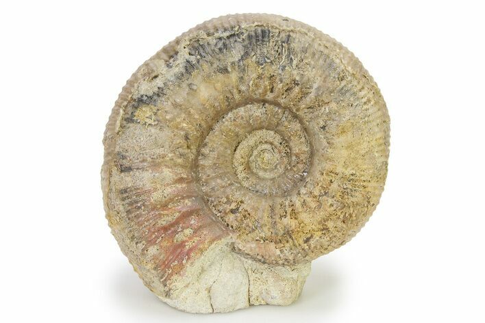 Jurassic Ammonite (Stephanoceras) Fossil - England #316851
